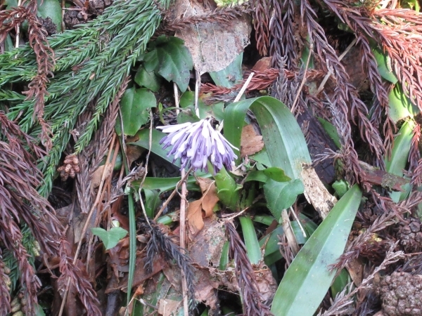 ショウジョウバカマ