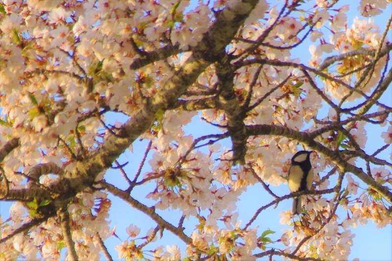 サクラとシジュウカラ