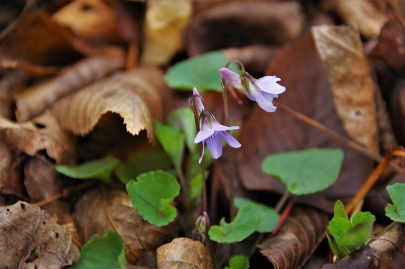 タチツボスミレ