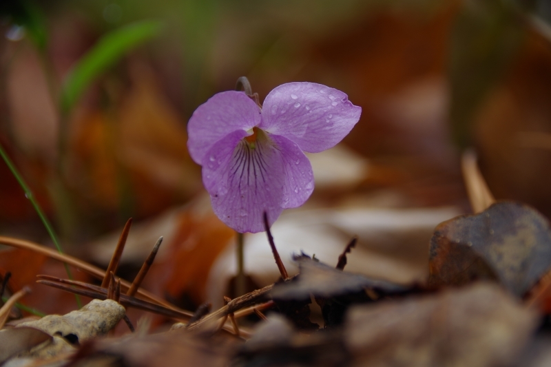 アケボノスミレ