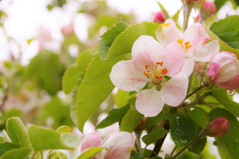 沿線で咲き始めたリンゴの花