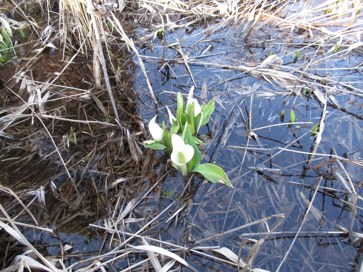 二夜の池水芭蕉