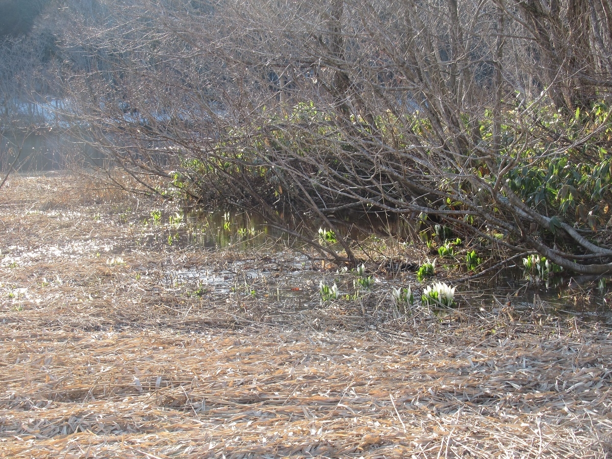 二夜の池水芭蕉