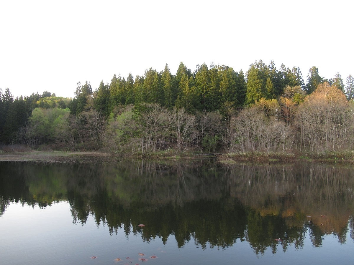 夕方の二夜の池