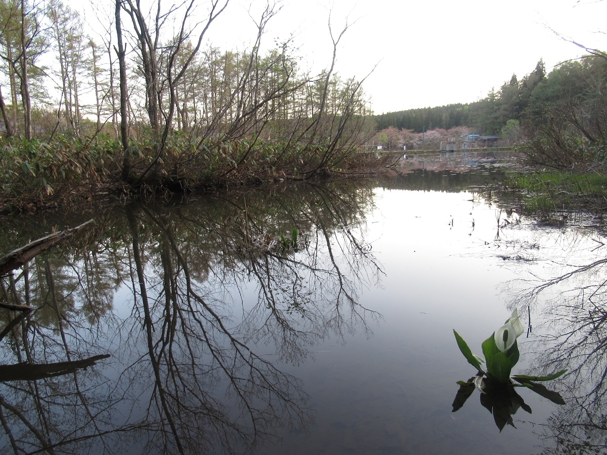 夕暮れの二夜の池と水芭蕉