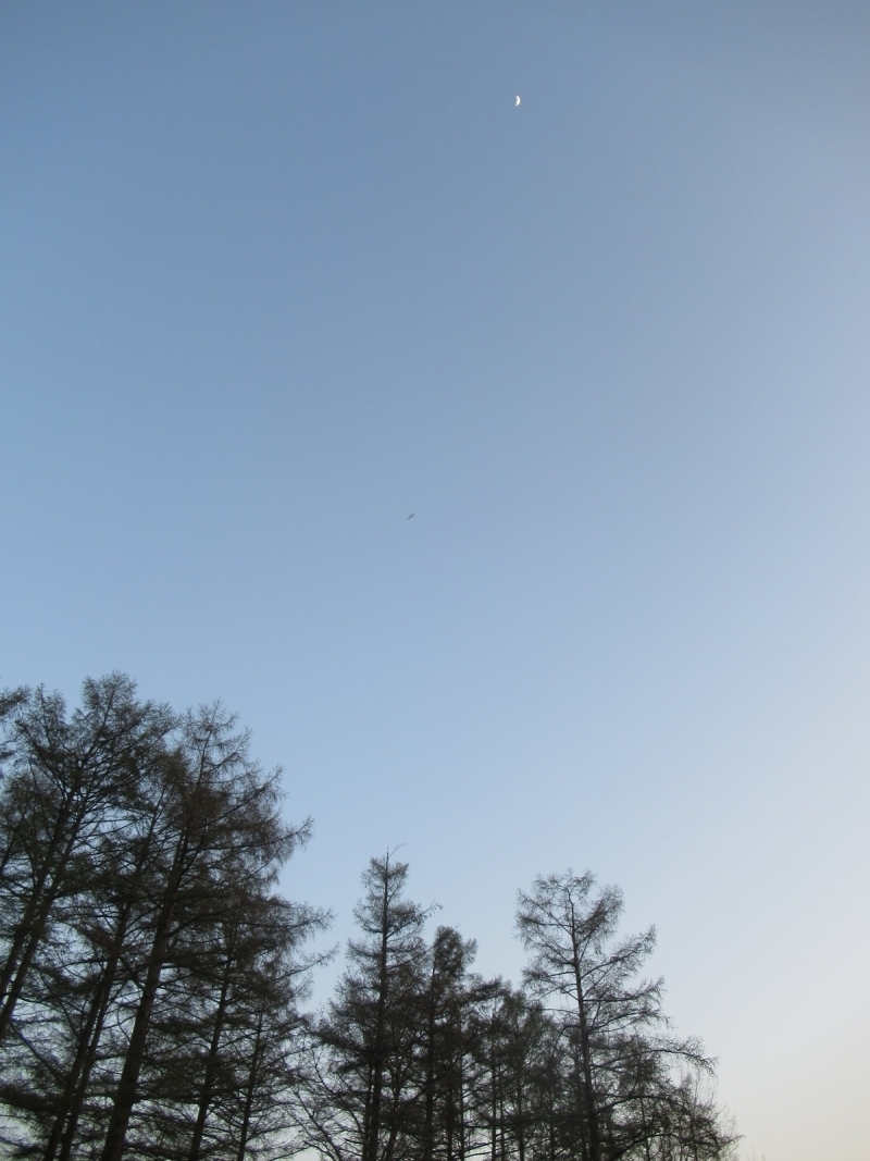 二夜の池とカラマツ