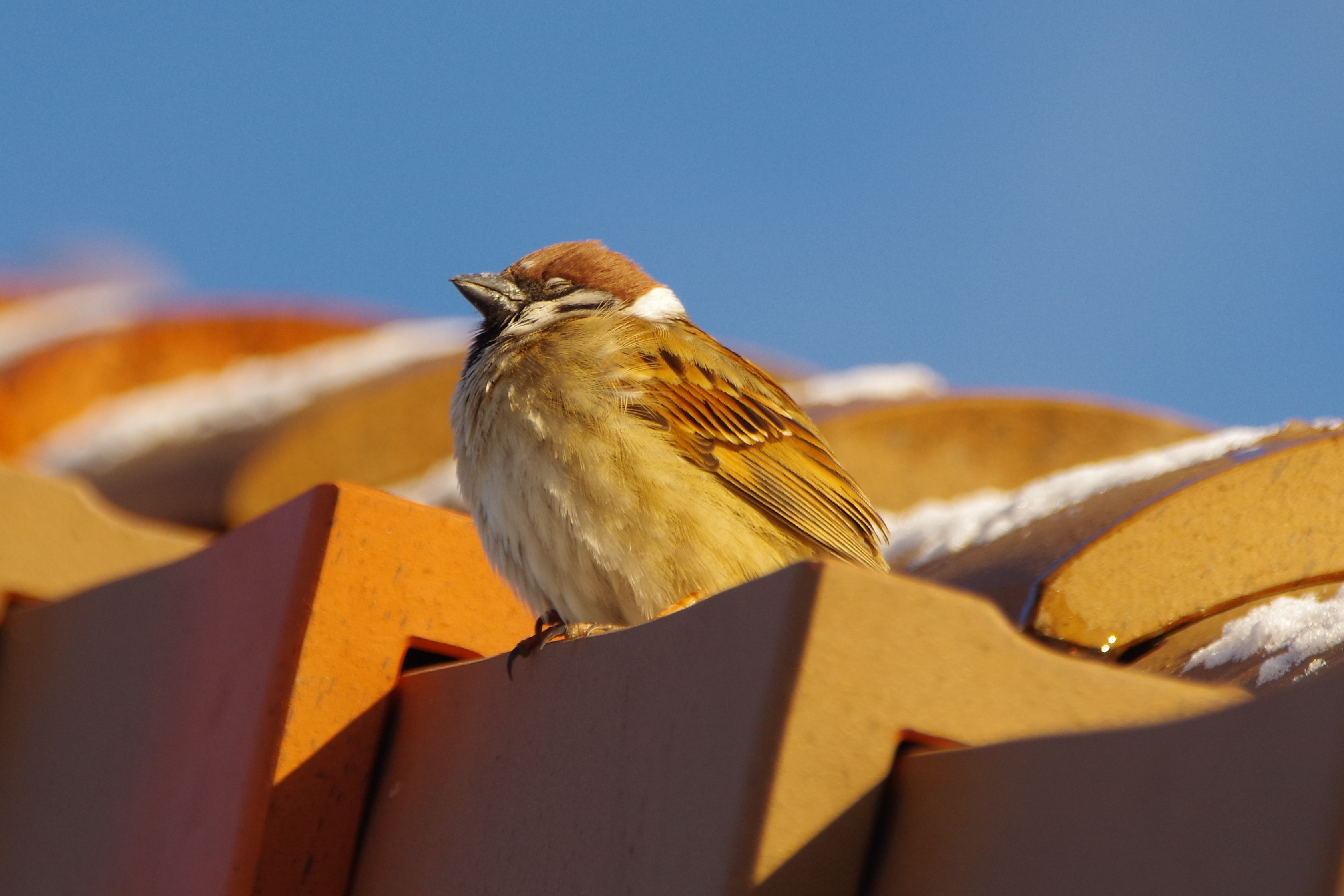 寒さで膨らむスズメ