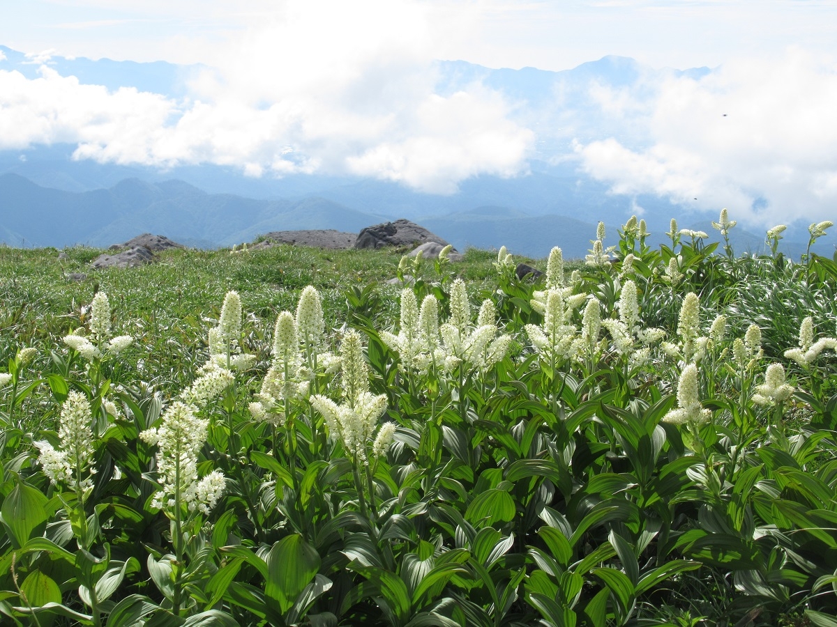 コバイケイソウ