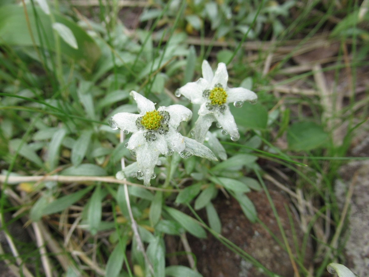 ヒナウスユキソウ