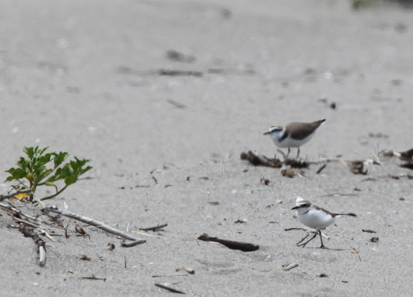 砂浜を走るシロチドリ