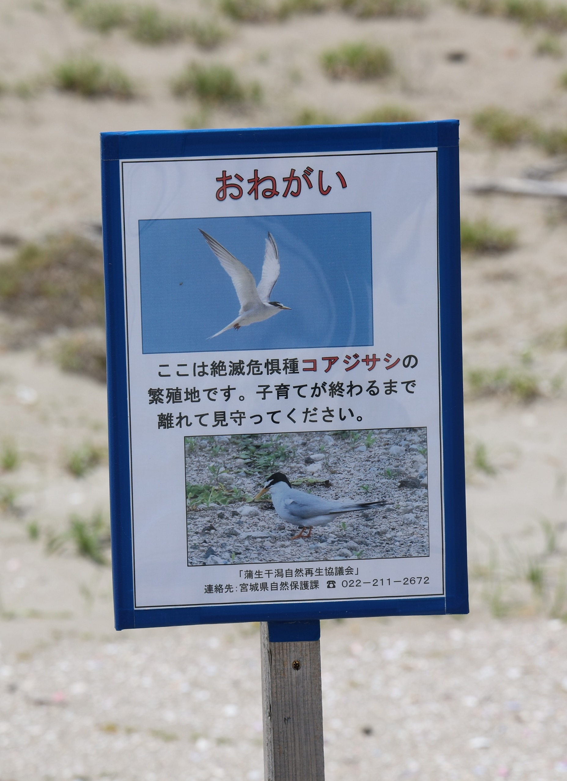 コアジサシの看板