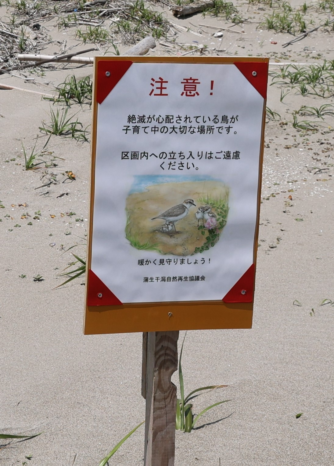 シロチドリの看板