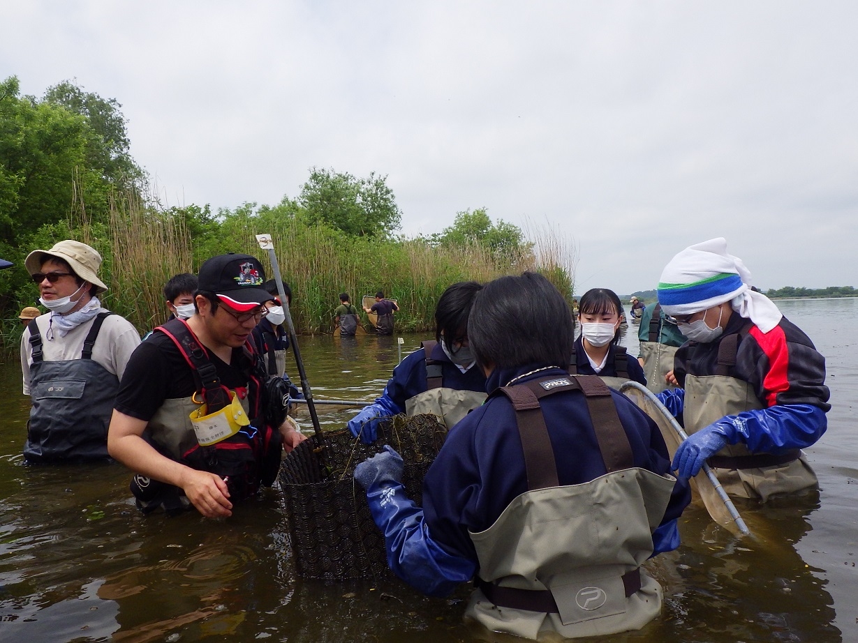 人工産卵床の確認
