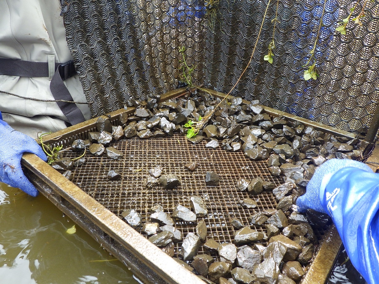 ブラックバスの産卵