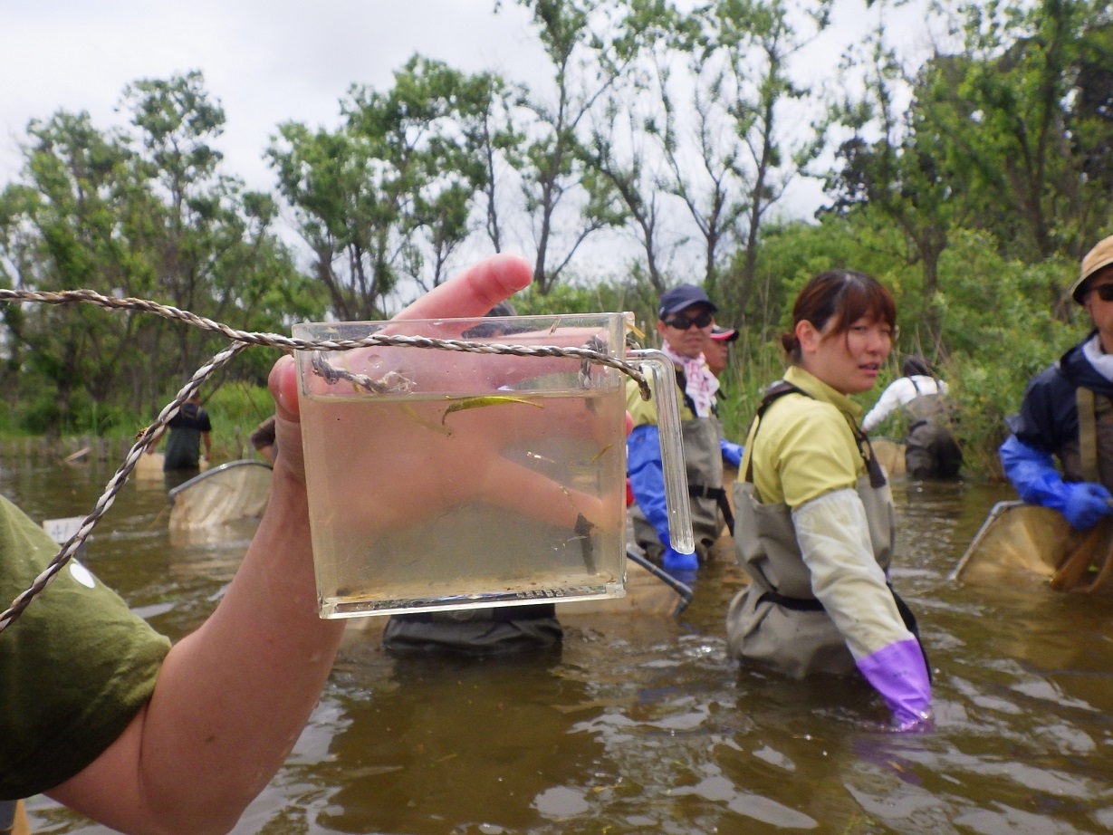 ゼニタナゴの稚魚を確認