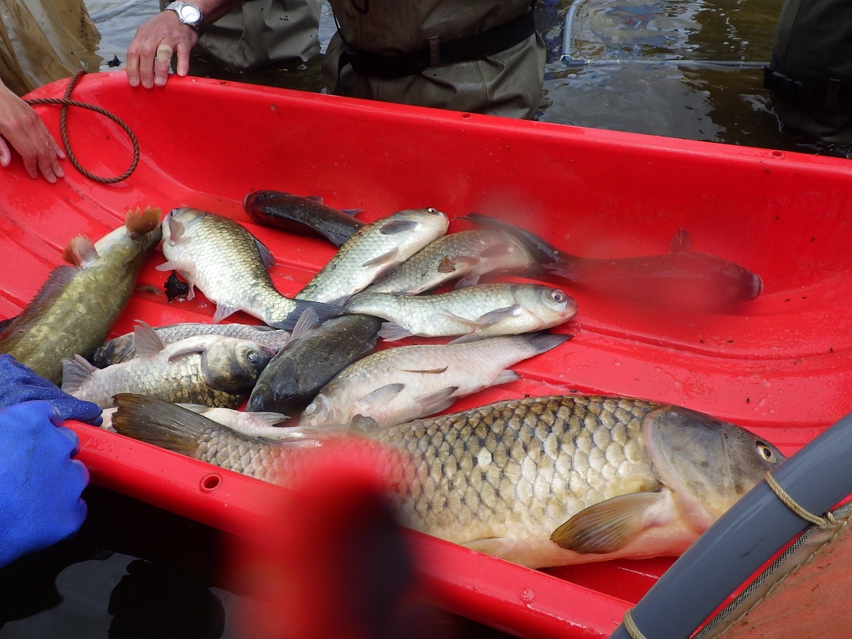定置網で捕獲された魚