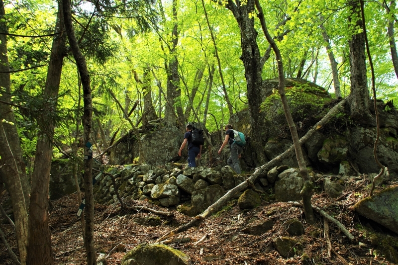 海外からのハイカーが歩く