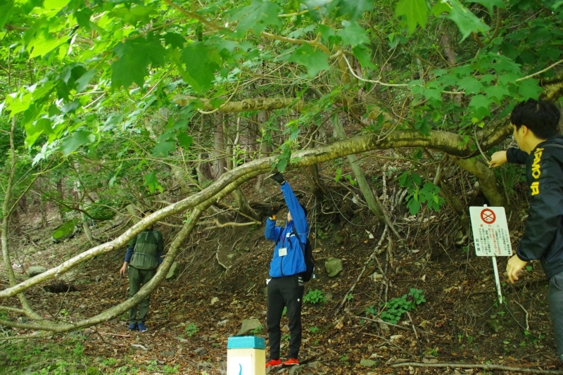 通行の邪魔になる枝を除去