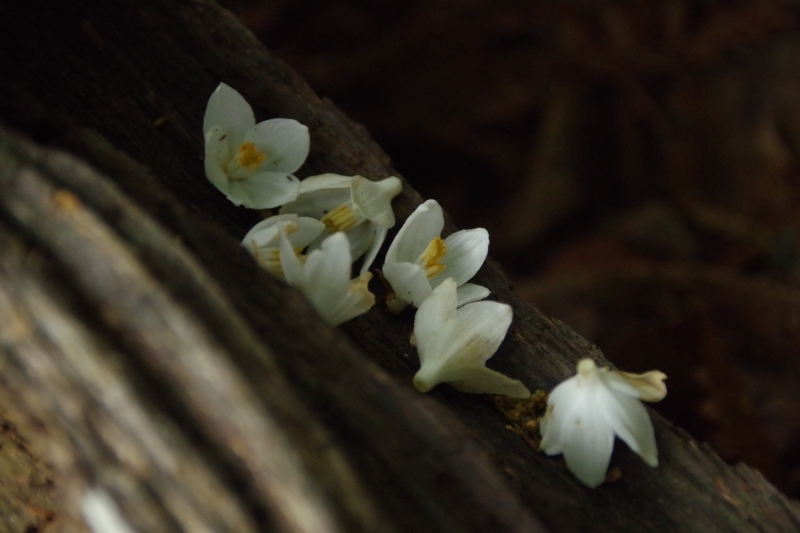 足下に落ちている白い小花