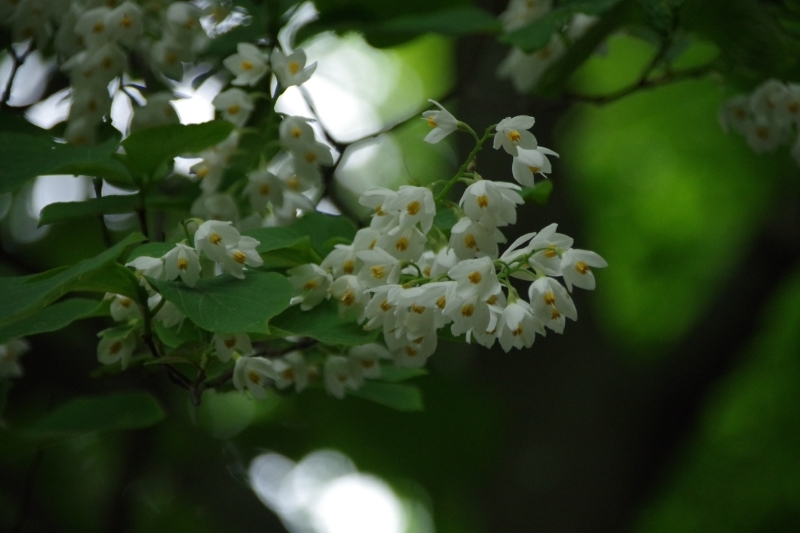 見上げると房状に花を付けているハクウンボクがあります