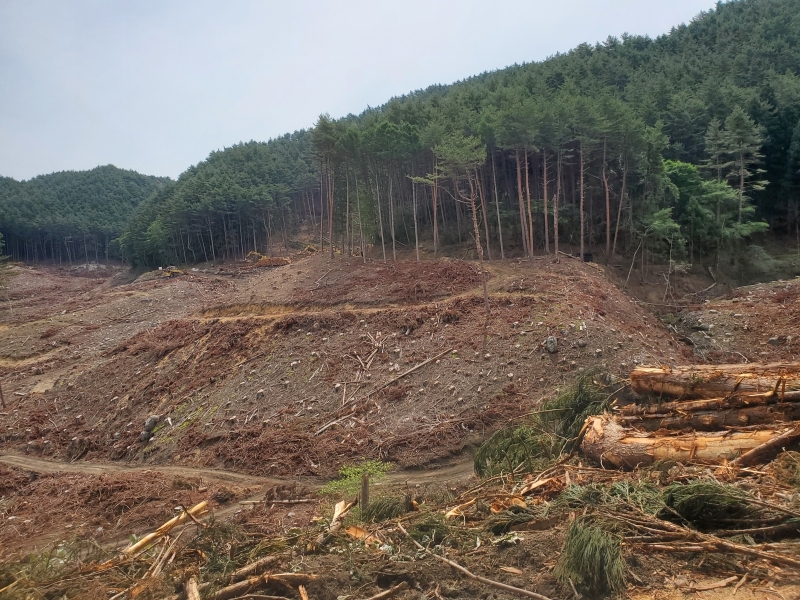 杉林の伐採が行われていました