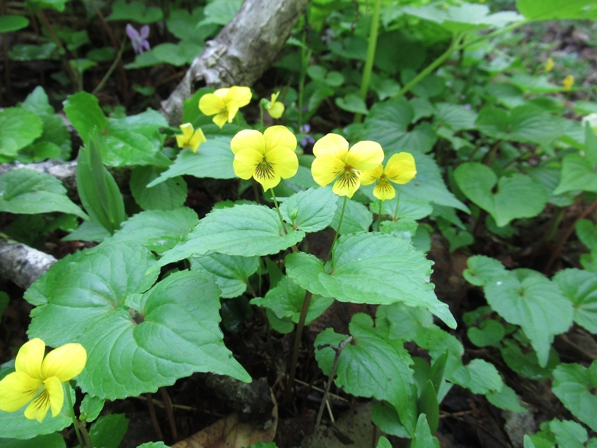 黄スミレ