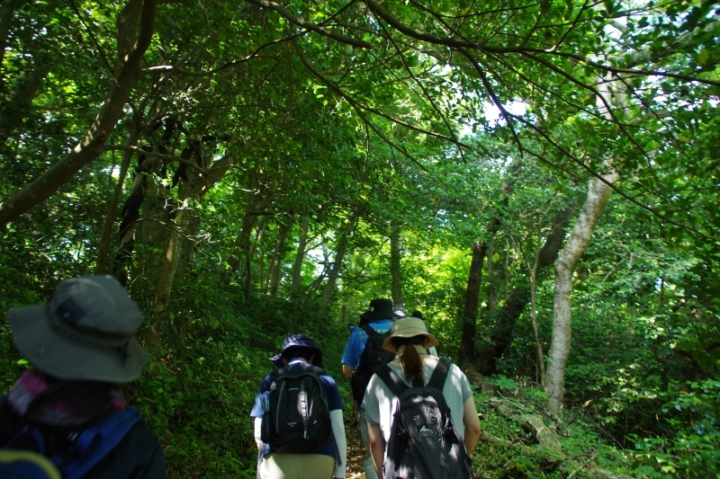 木漏れ日の中を歩く