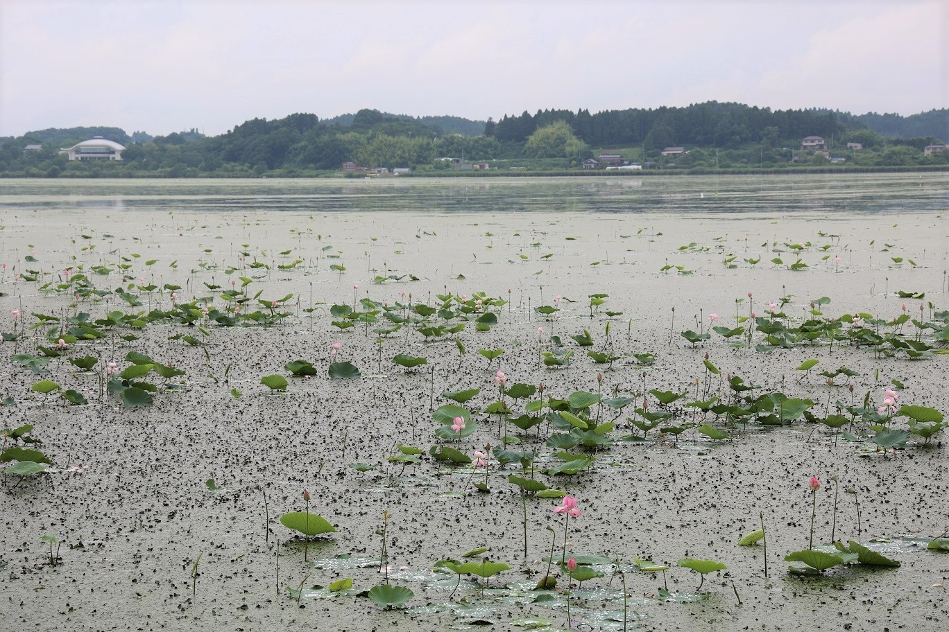 ７月１８日の伊豆沼の様子です。
