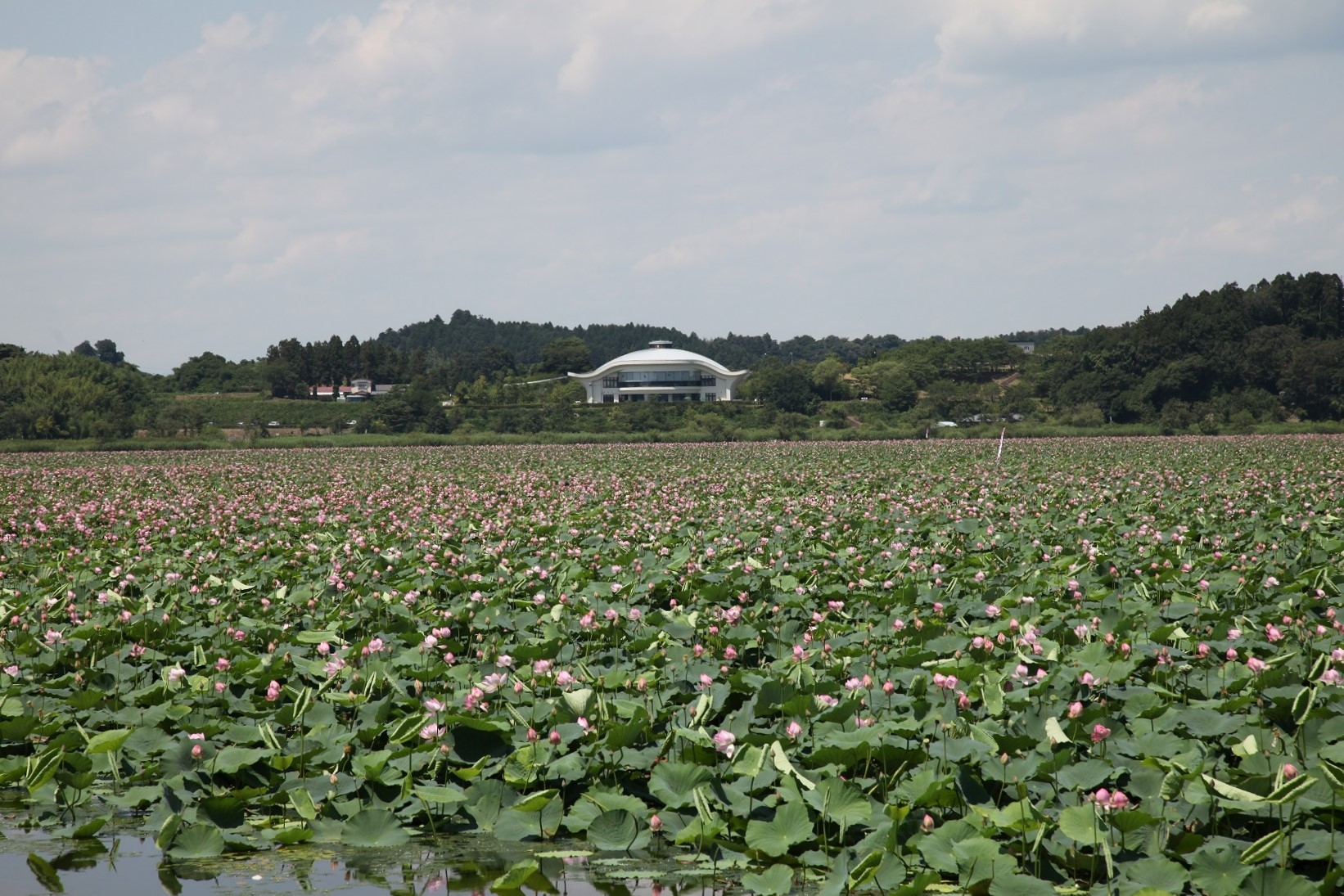 2015年7月下旬は、水面を覆いつくすようにハスの花の様子