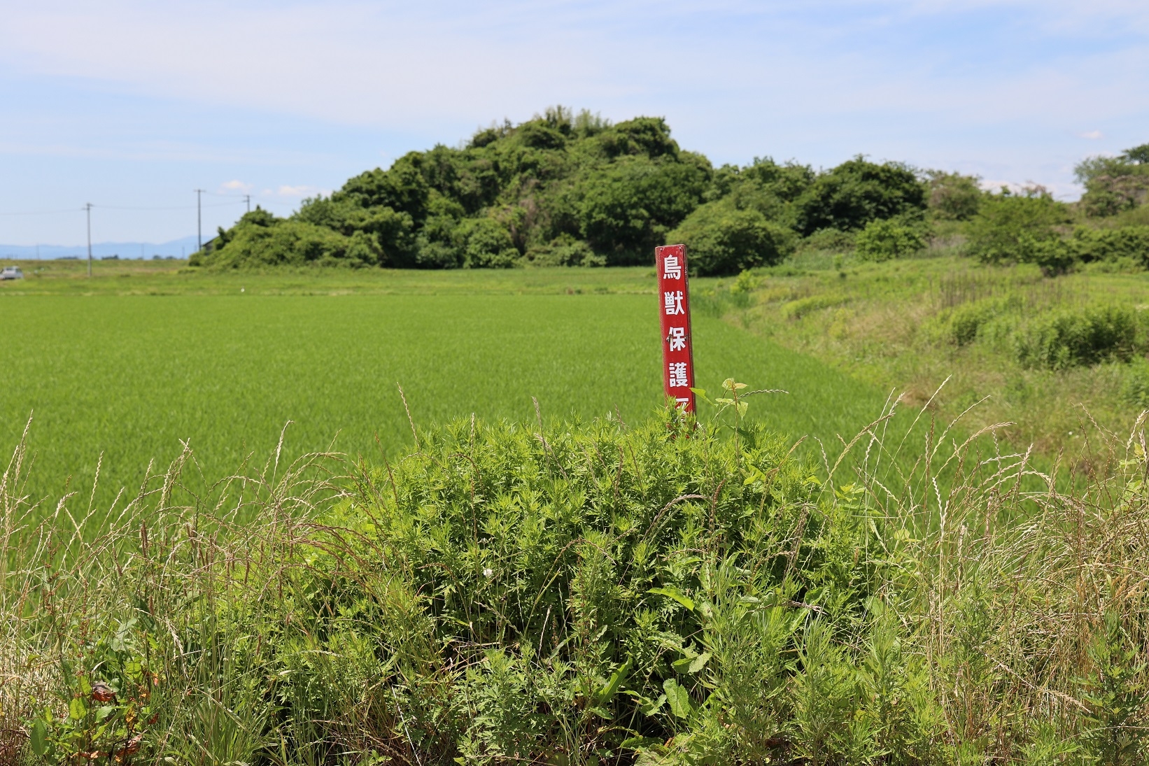 赤い角柱の制札が草に覆われています