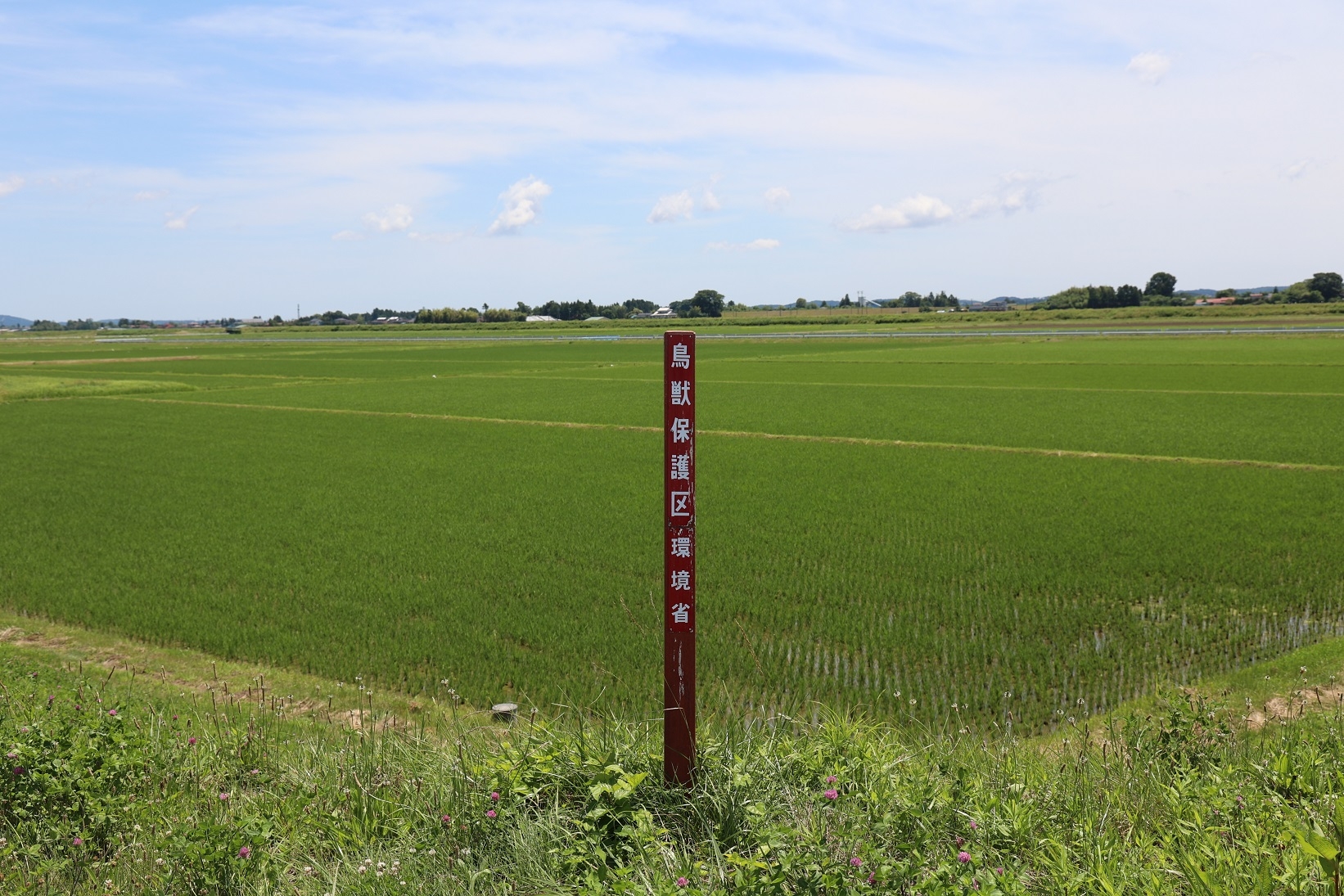 鳥の糞で汚れた制札の根元