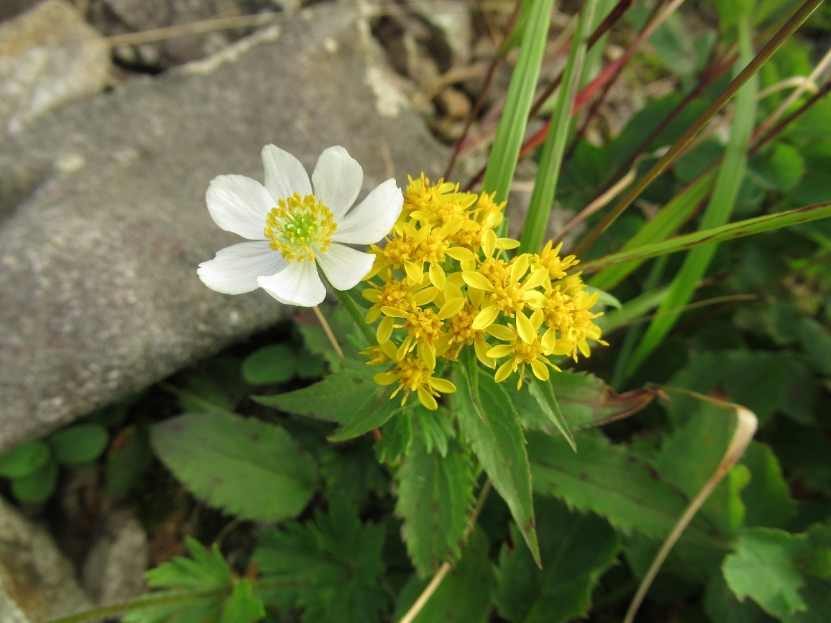 イチゲ＆キリン