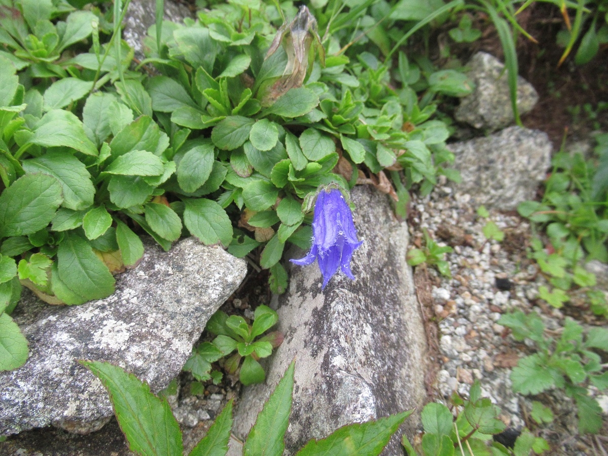 チシマギキョウ