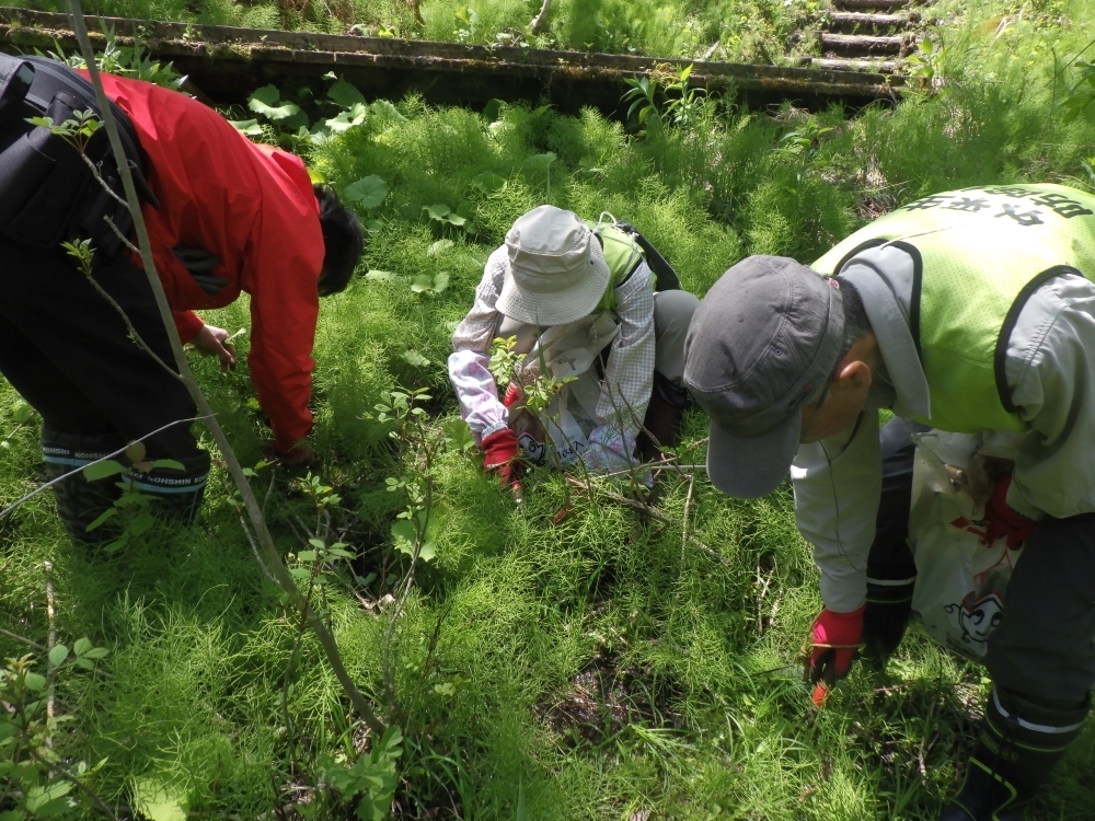 外来種防除活動の様子