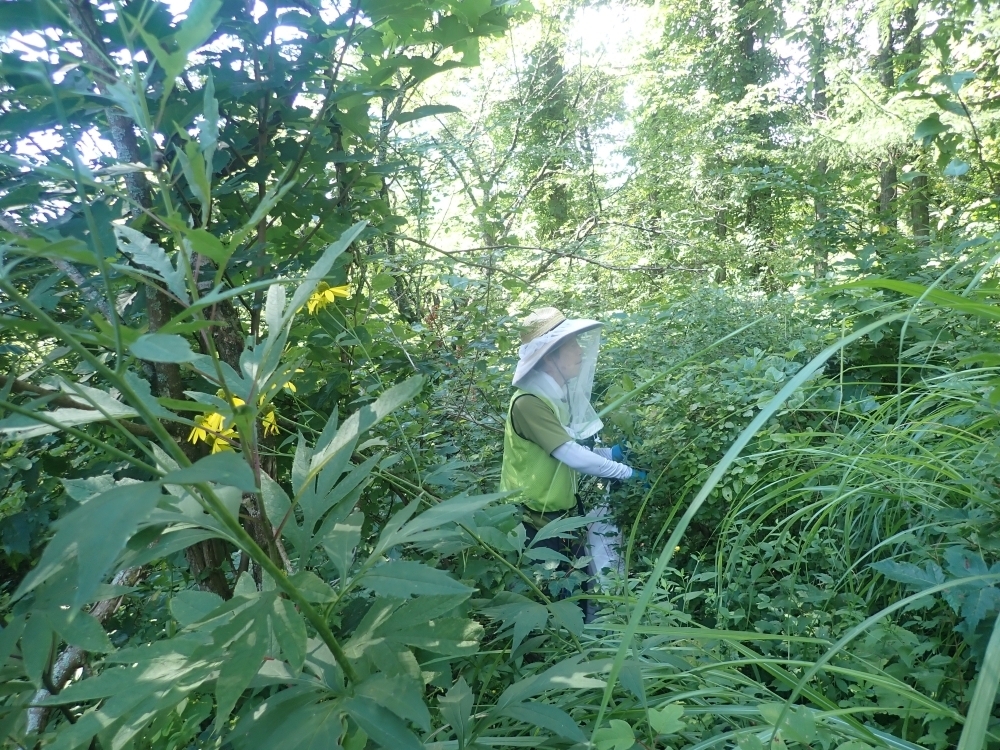 外来種防除活動の様子