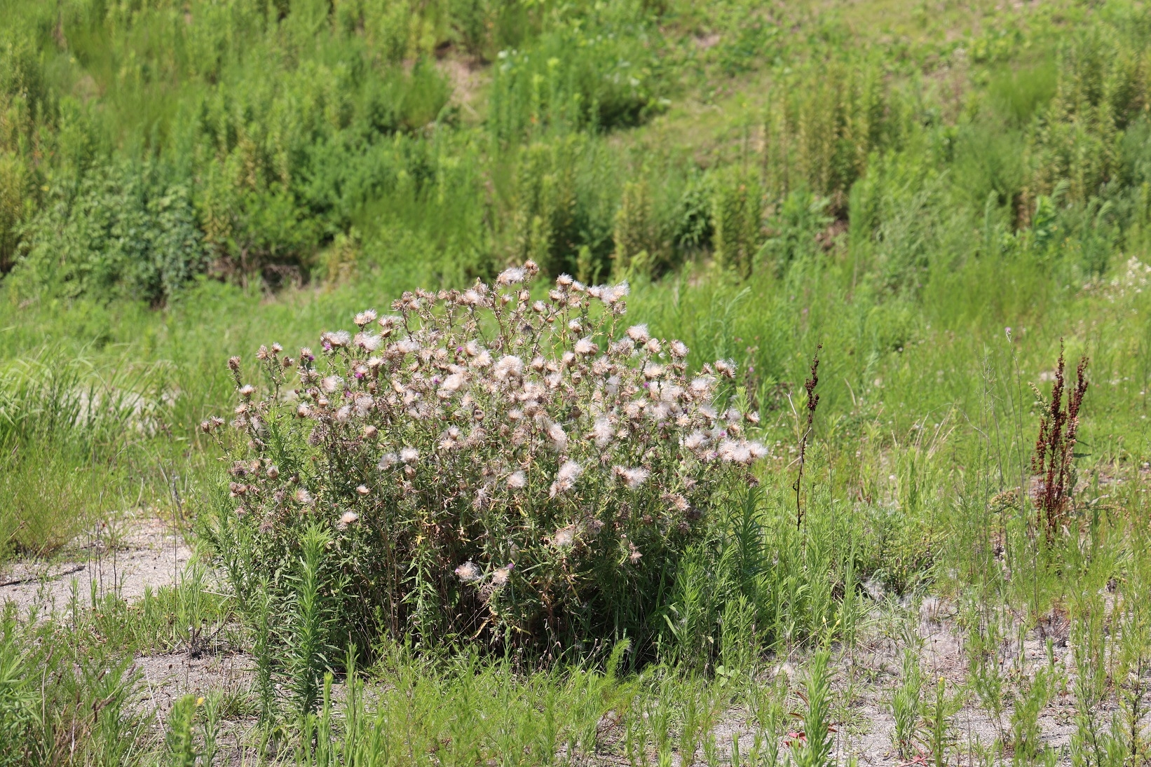 日和山周辺で見つけたアメリカオニアザミ