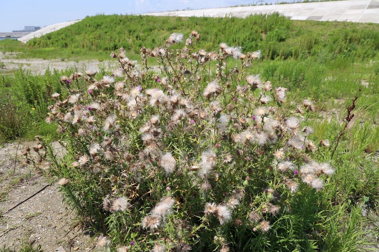 果実をたくさんつけているアメリカオニアザミ