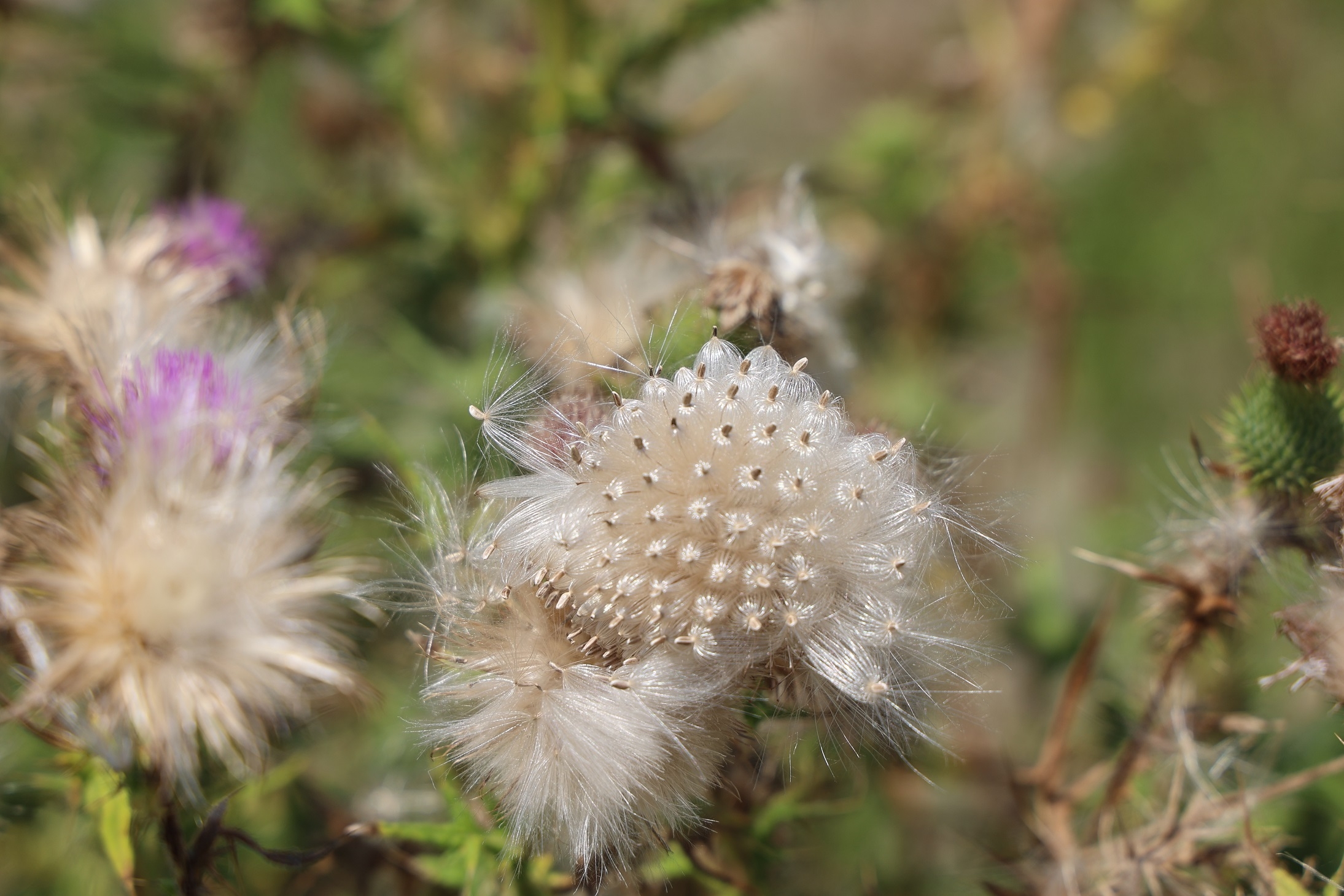 今にも飛び出しそうな灰白色のそう果（種子）