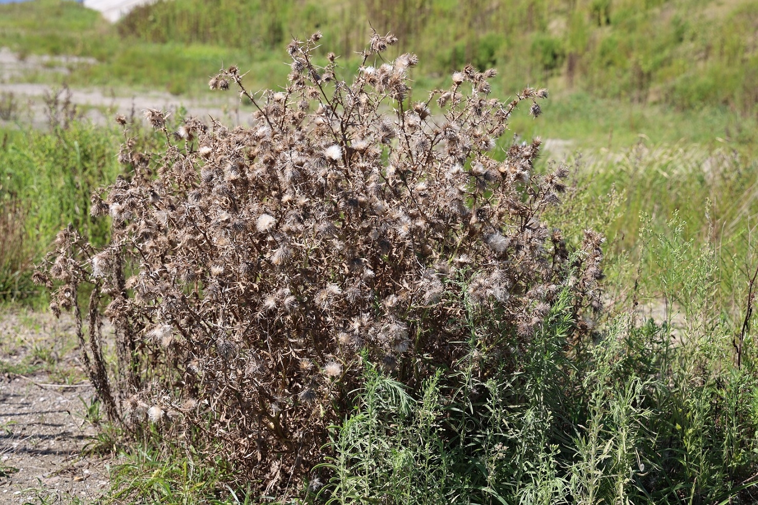 駆除当日のアメリカオニアザミ