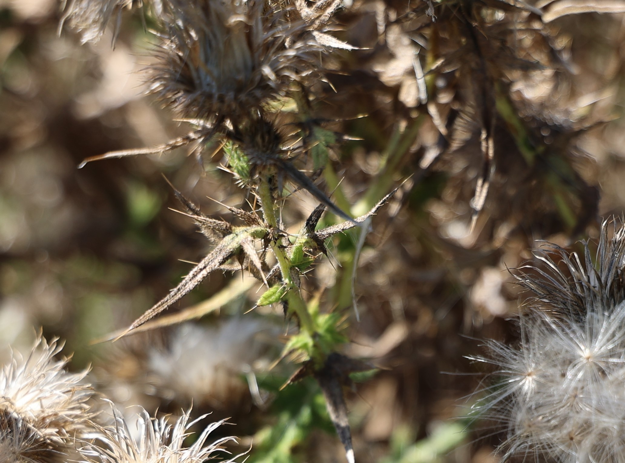 アメリカオニアザミの全身の刺