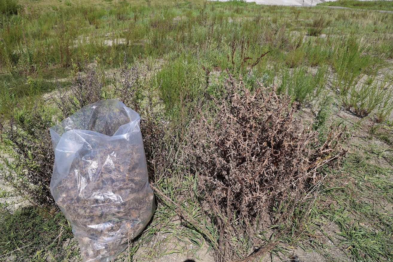 剪定バサミで結実した種子を切り取る作業