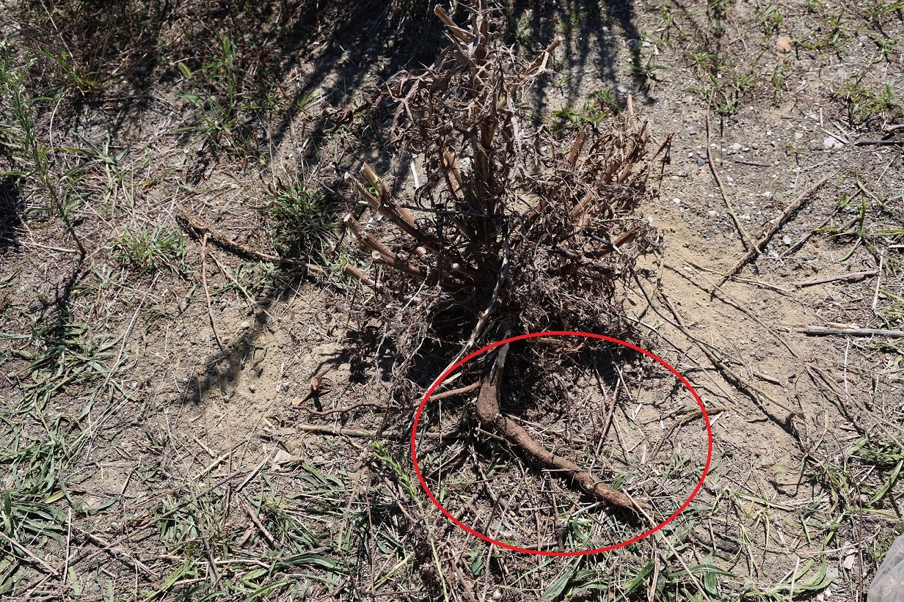 草刈鎌で根の掘り起こし作業