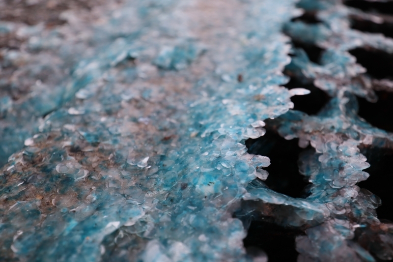 サンマの鱗でした