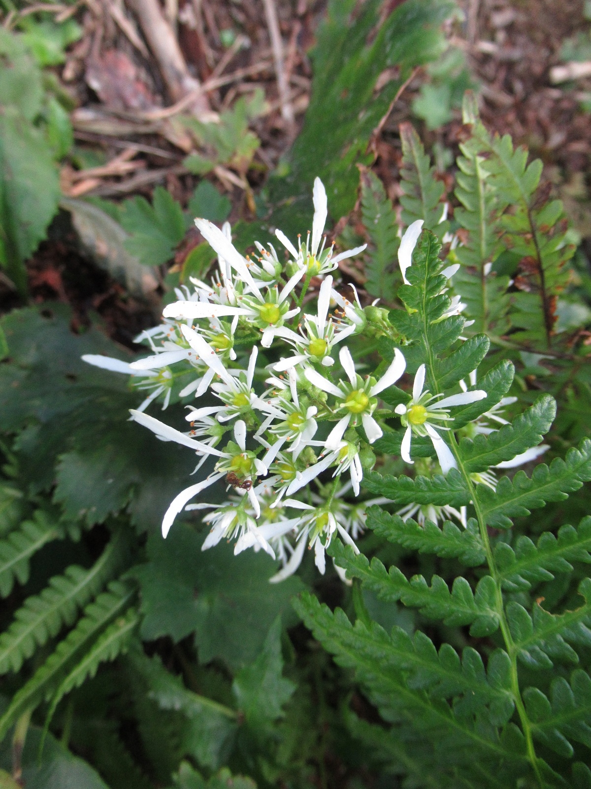 ダイモンジソウ