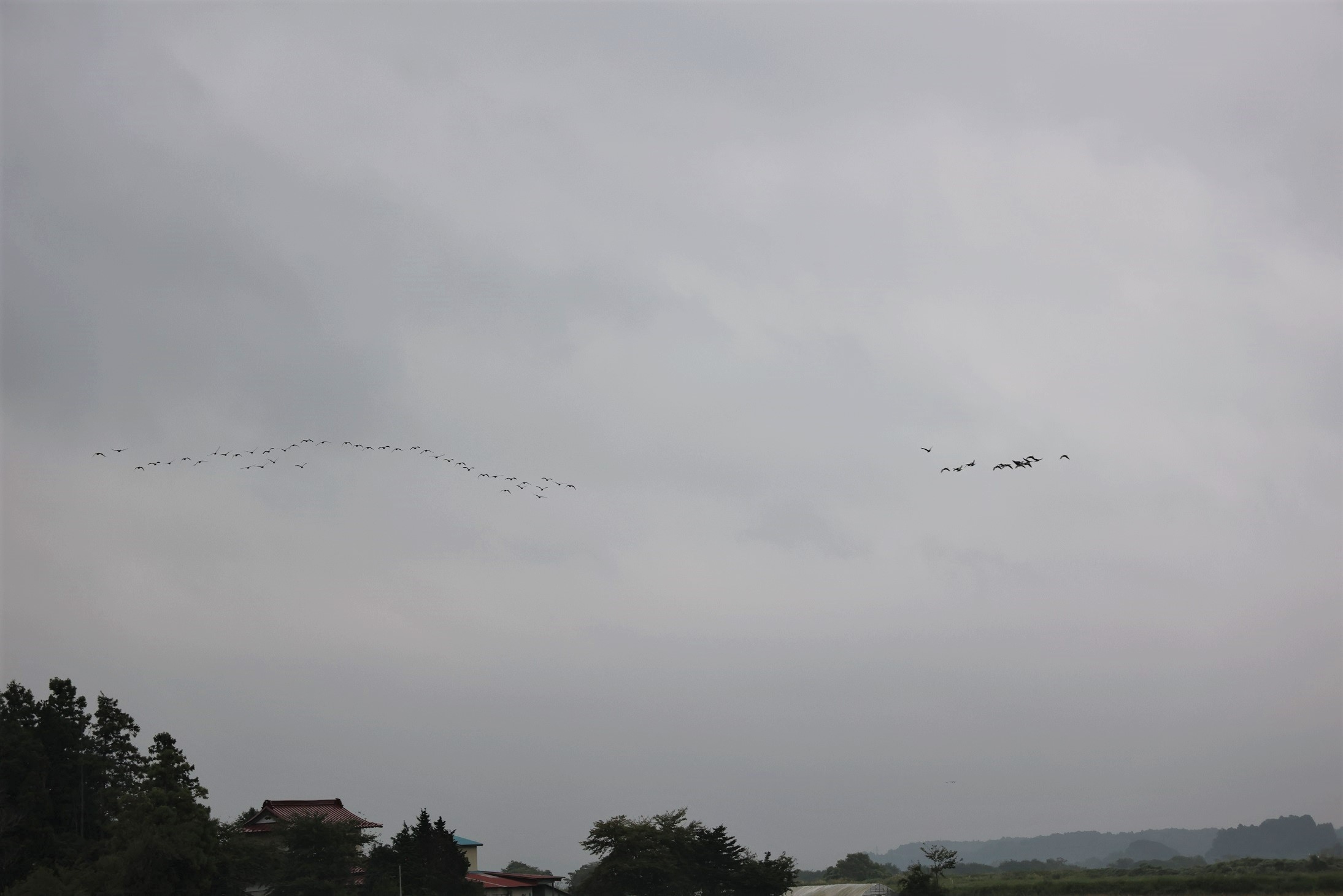 初雁（はつかり）9月21日に60羽のマガン