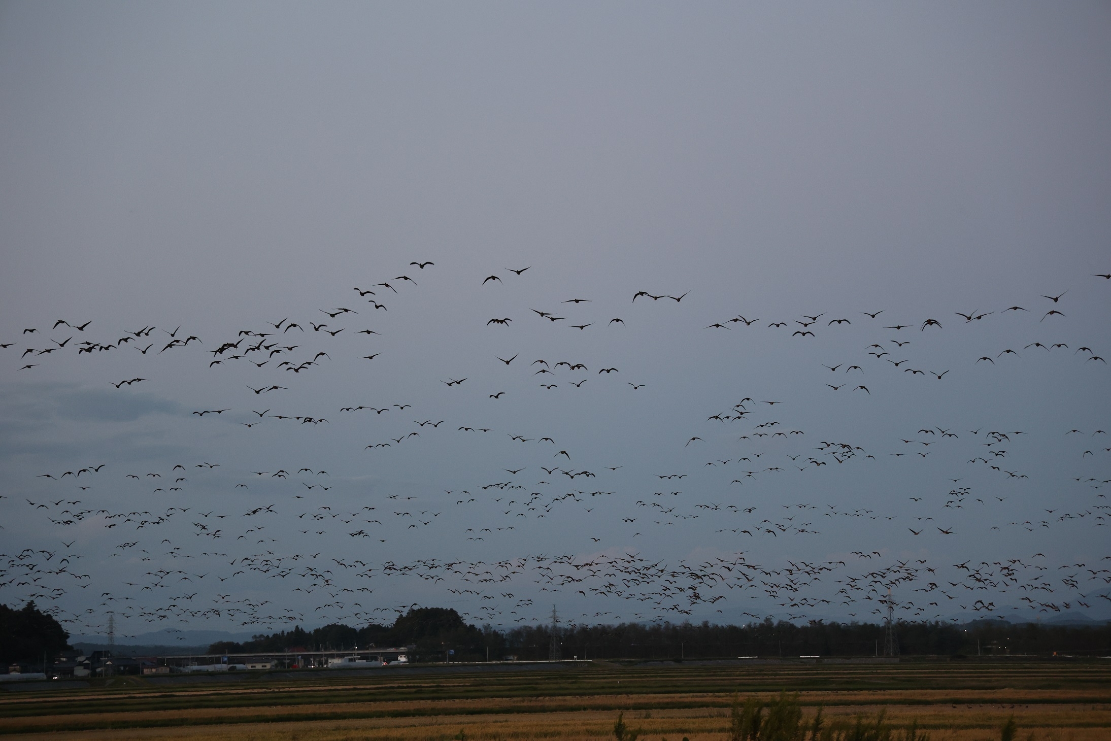 伊豆沼でのねぐら入りの様子