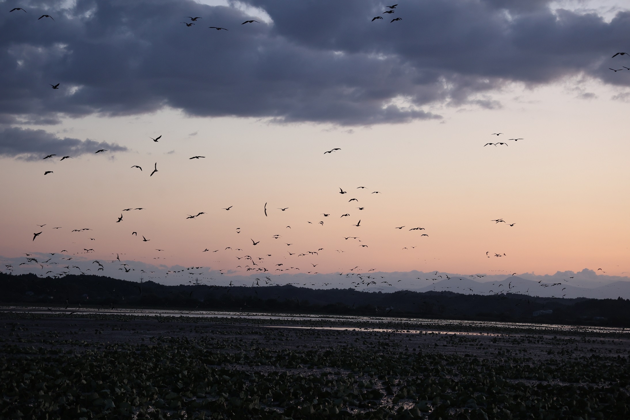 伊豆沼の落雁（らくがん）の様子