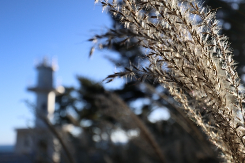 ススキと灯台