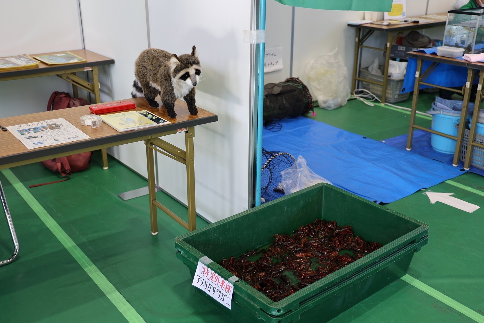 本物のアメリカザリガニ