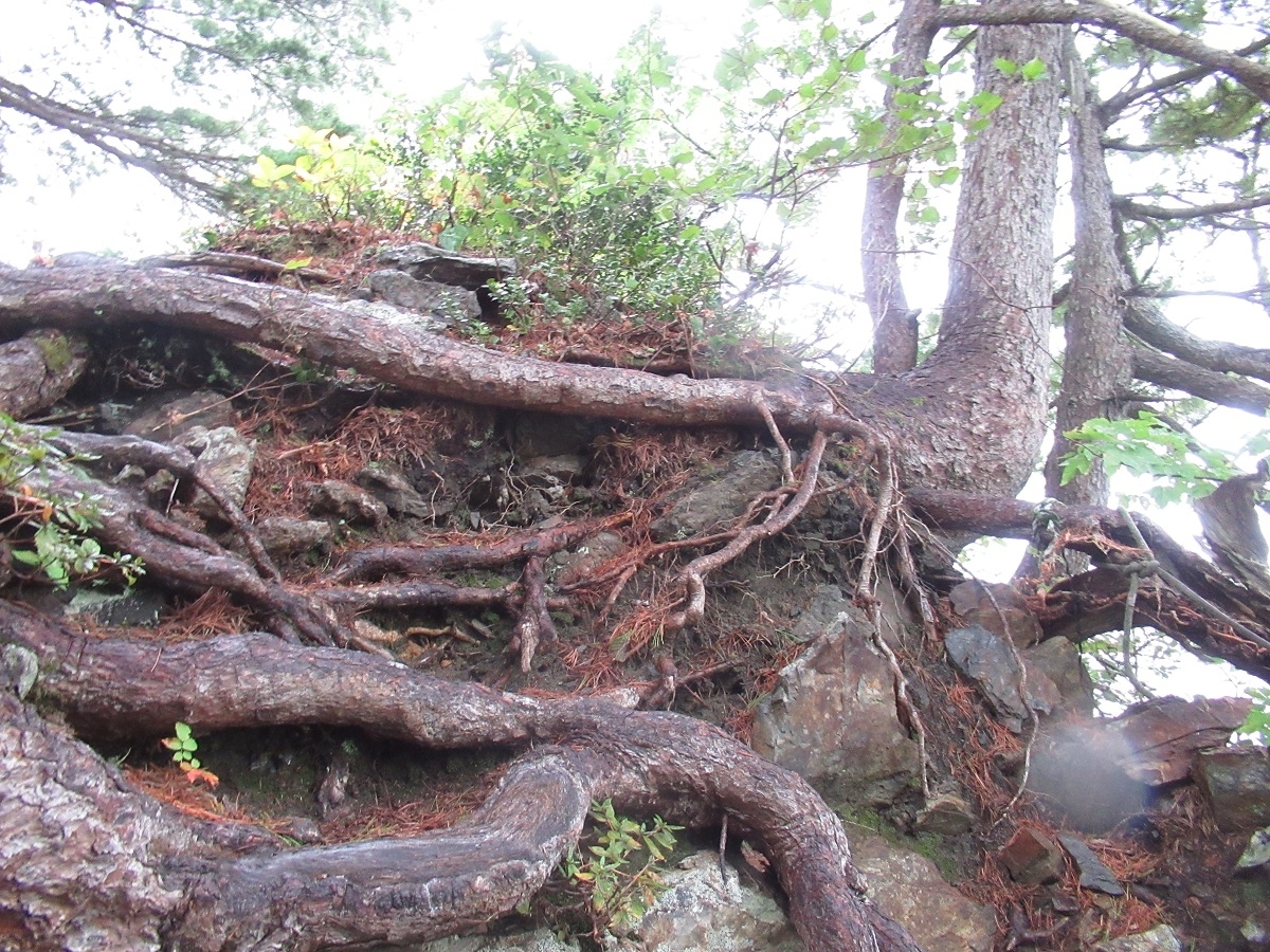 足ノ松尾根の根っこ